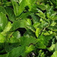 Wulfenia carinthiaca